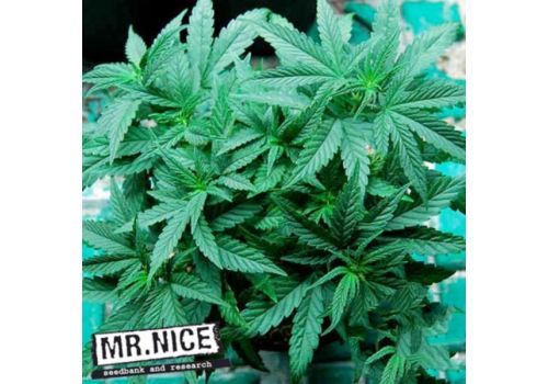 Mr Nice Seeds Ortega