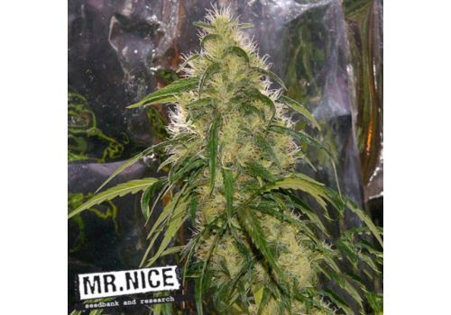 Mr Nice Seeds Shit