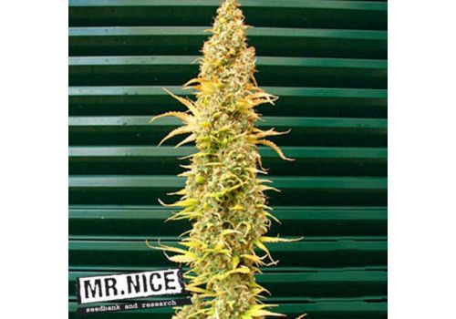 Mr Nice Seeds Spice