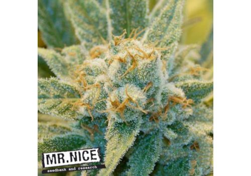 Mr Nice Seeds Super Silver Haze