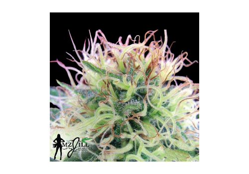 MzJill Genetics Jilly Bean F2