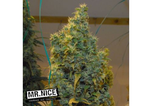 Mr Nice Seeds NL5 x Haze