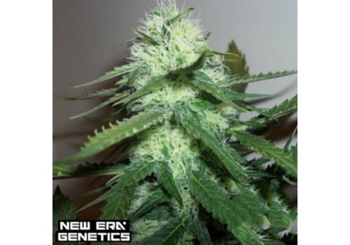 New Era Genetics Bumgordo