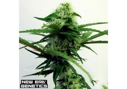 New Era Genetics Lady Lush