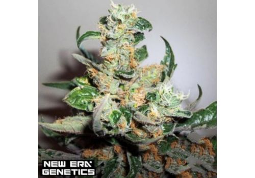 New Era Genetics FY9