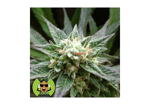 Loud Seeds Afgooey x OG Kush