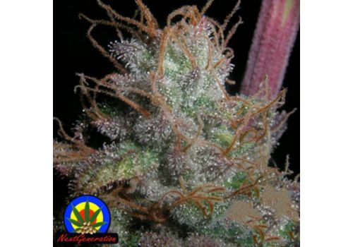 Next Generation Seeds Romulan