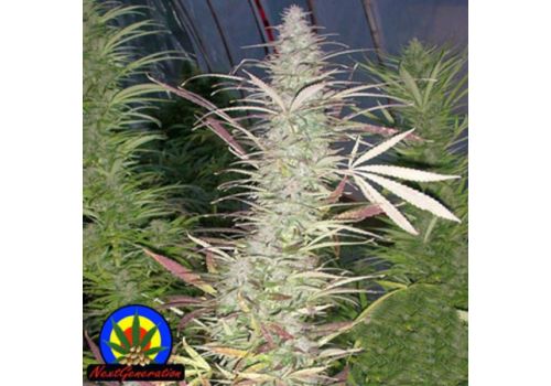 Next Generation Seeds Timewarp