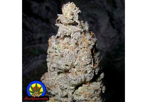 Next Generation Seeds Grapegod