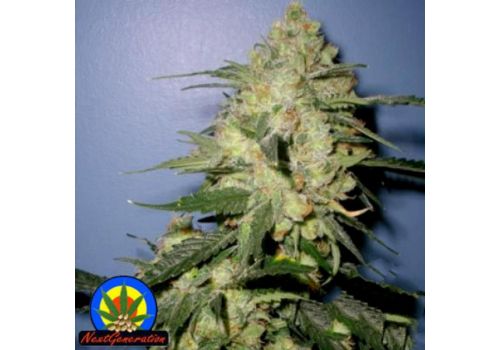 Next Generation Seeds Stinky