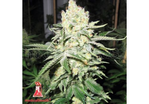 Medical Seeds No Name
