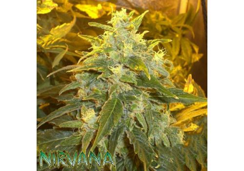 Nirvana Seeds Northern Light