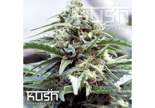 Kush Cannabis Seeds OG Kush