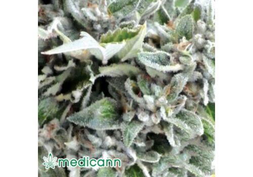 Medicann Seeds OG Kush