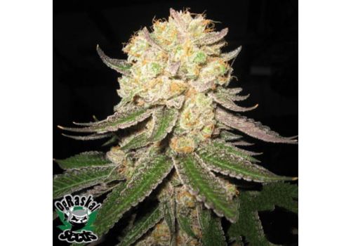 OG Raskal Seeds Fire Alien Master