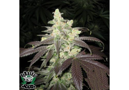 OG Raskal Seeds Fire Alien Romulan