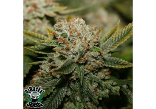 OG Raskal Seeds White Fire OG