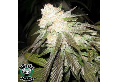 OG Raskal Seeds White Romulan