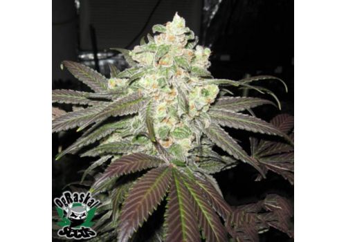 OG Raskal Seeds White Super Skunk