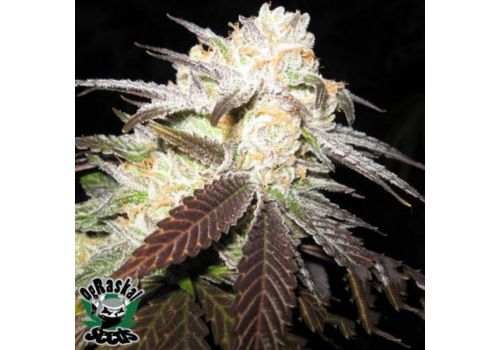 OG Raskal Seeds White Urkle