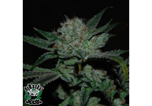 OG Raskal Seeds White Fire Alien