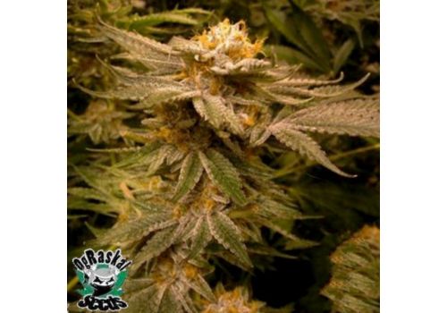 OG Raskal Seeds White Master Kush
