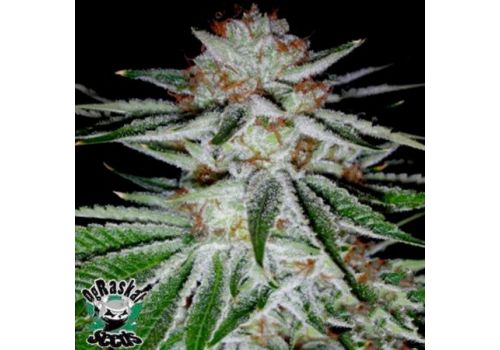 OG Raskal Seeds White S1