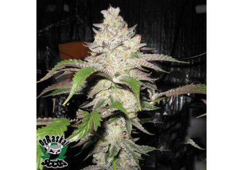OG Raskal Seeds Fire Alien Kush