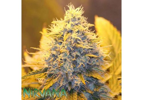 Nirvana Seeds Papaya