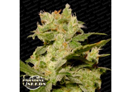 Paradise Seeds AUTO Jack