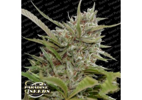 Paradise Seeds AUTO Whiteberry