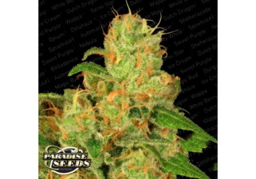 Paradise Seeds AUTO Acid