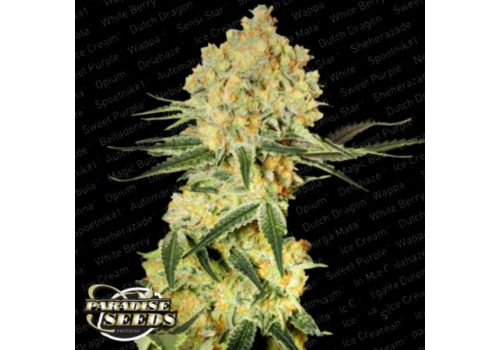 Paradise Seeds AUTO Wappa