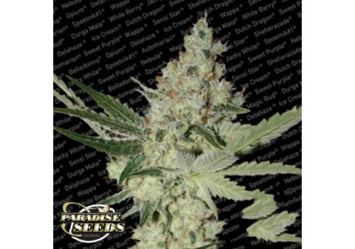 Paradise Seeds Acid