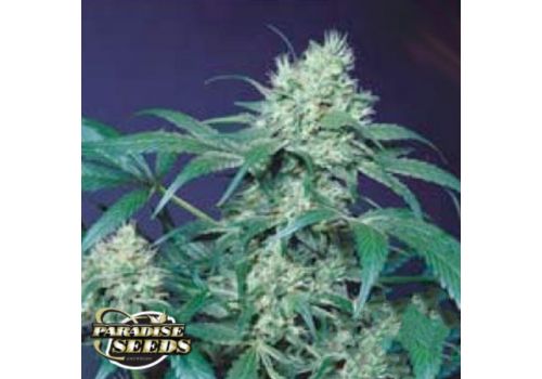 Paradise Seeds Amsterdam Flame