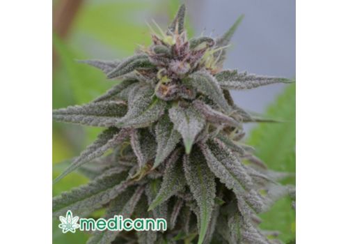 Medicann Seeds Peach Candy