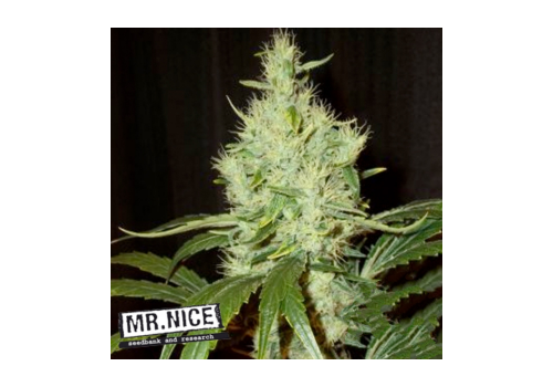 Mr Nice Seeds Pink Floyd