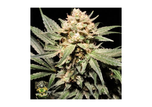 Reeferman Seeds Pink Kush