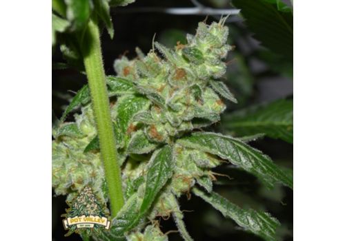Pot Valley Seeds Grand Exodus