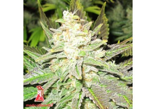 Medical Seeds Prozack
