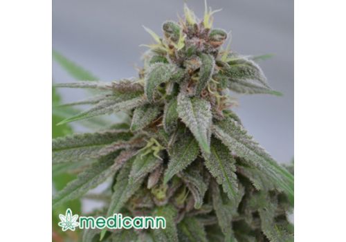 Medicann Seeds Pure Kush