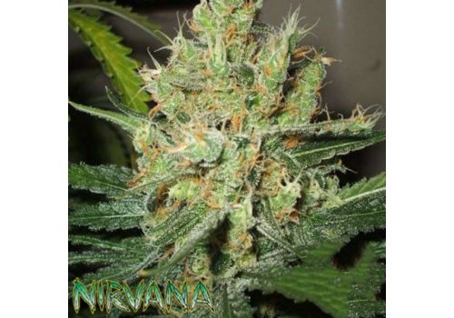 Nirvana Seeds Pure Power Plant