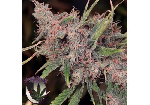 Purple Caper Seeds Purple Caper