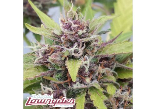 Lowryder Seeds Purple Ryder