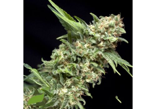 Pyramid Seeds Alpujarrena