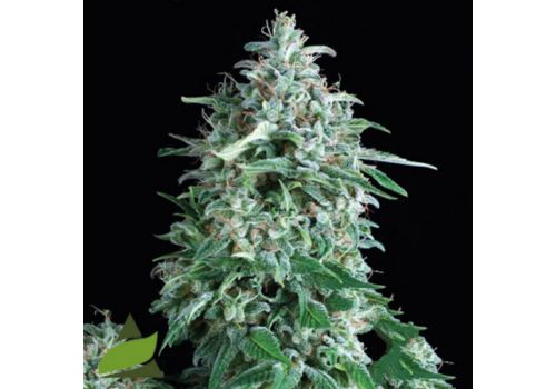Pyramid Seeds Anubis