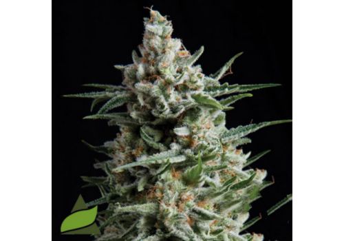 Pyramid Seeds Anesthesia