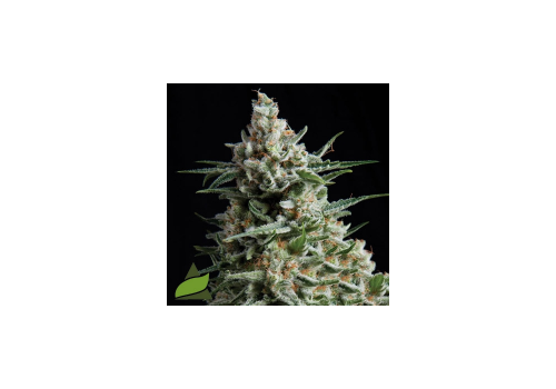 Pyramid Seeds AUTO Anesthesia