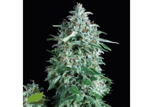 Pyramid Seeds AUTO Anubis