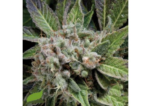 Pyramid Seeds AUTO Blue Pyramid